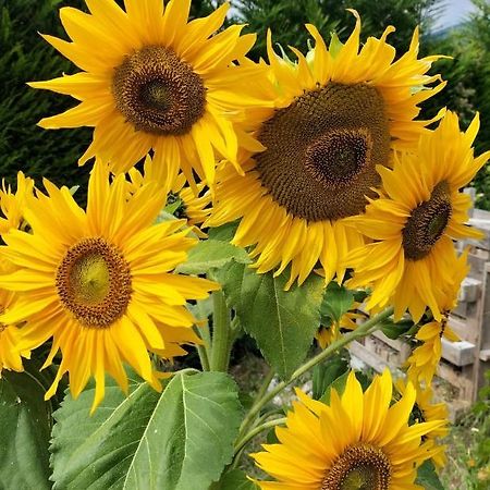 I Girasoli Санцено Экстерьер фото