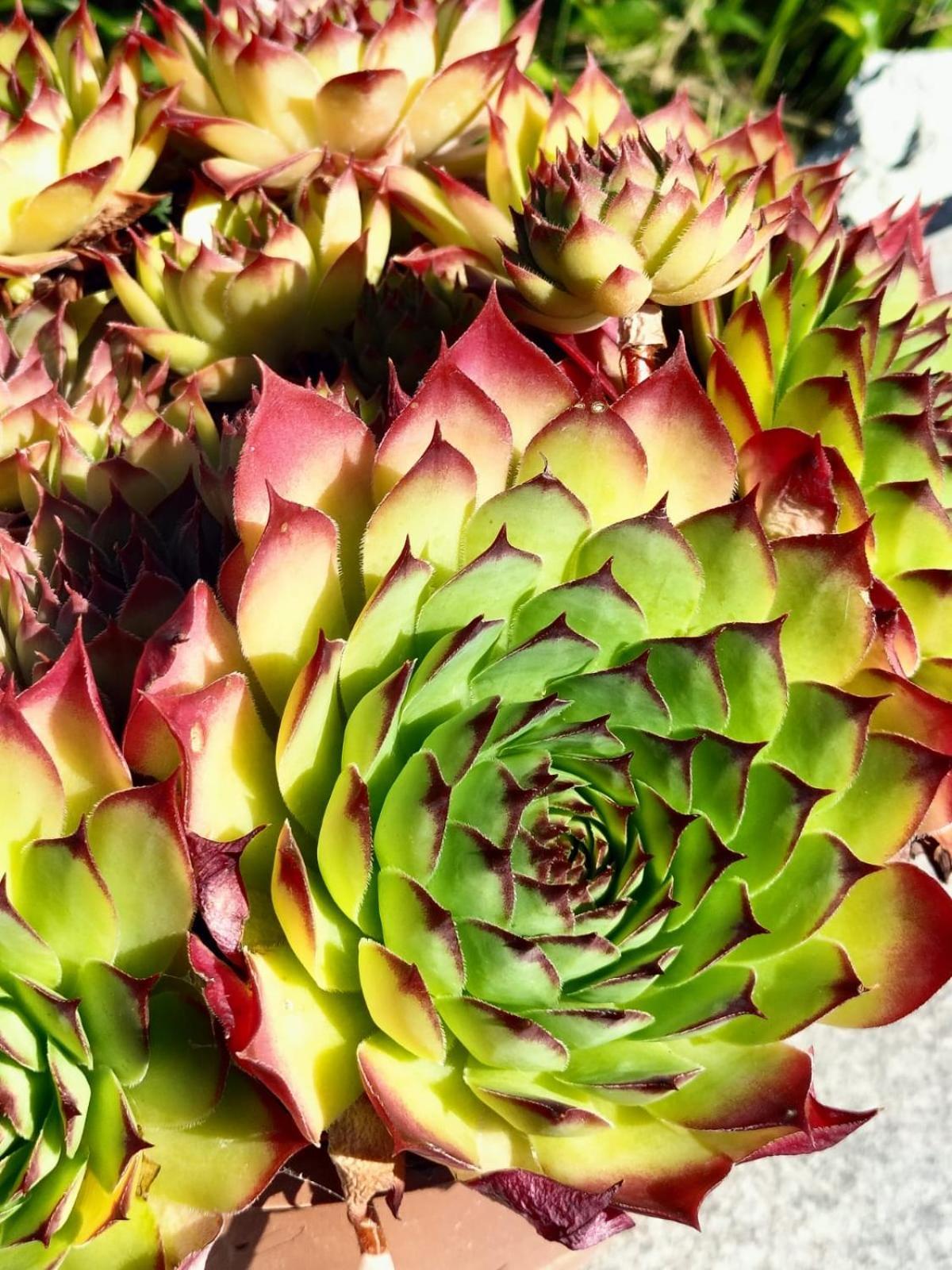 I Girasoli Санцено Экстерьер фото